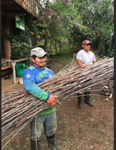 sistema térmico vegetal 2